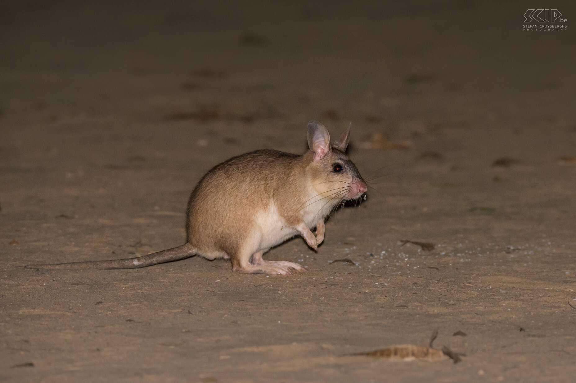 Kirindy - Madagaskarreuzenrat  De Madagaskarreuzenrat (Malagasy giant jumping rat, Hypogeomys antimena), ook bekend als de votsotsa of votsovotsa, is een bedreigd knaagdier dat alleen voorkomt in een zeer klein gebied in het westen van Madagaskar. We zagen er eentje 's nachts in Kirindy Forest. Stefan Cruysberghs